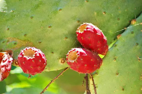 Huile de pépins de figuier de barbarie bio NICE ORGANIC herboristerie bio