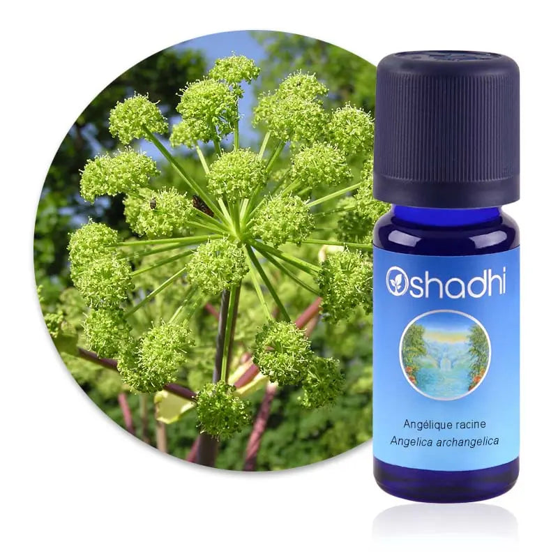 Huile essentielle Angélique, racine 1ml - Oshadhi Herboristerie bio du vieux Nice