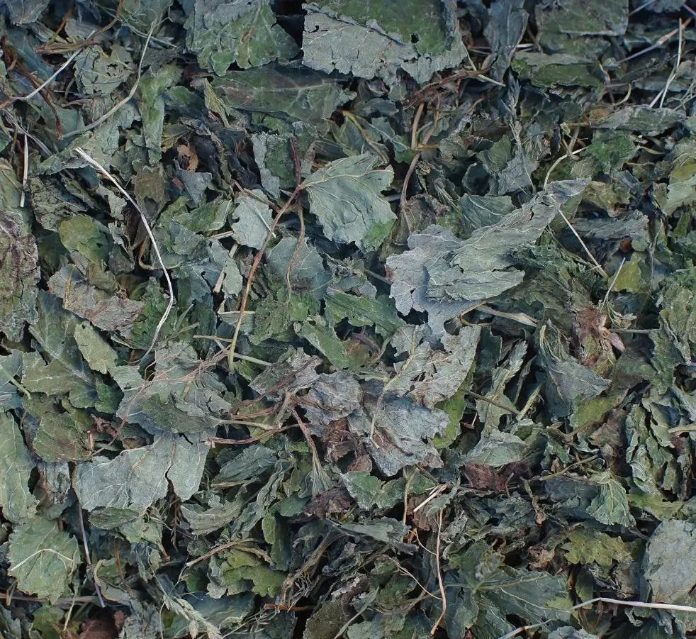 Melisse plante médicinale herboristerie