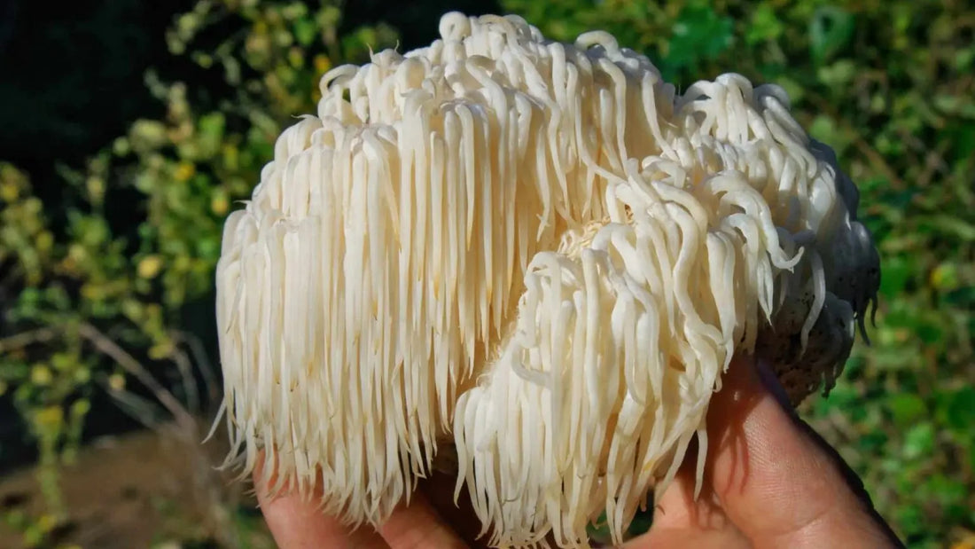 L-Héricium-et-la-digestion-un-allié-pour-votre-estomac NICE ORGANIC herboristerie bio