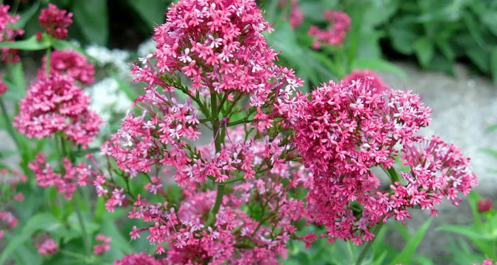 Remèdes-naturels-pour-le-stress-et-l-anxiété NICE ORGANIC herboristerie bio