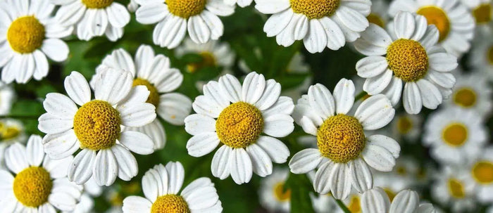 Plantes-médicinales-pour-améliorer-la-digestion NICE ORGANIC herboristerie bio