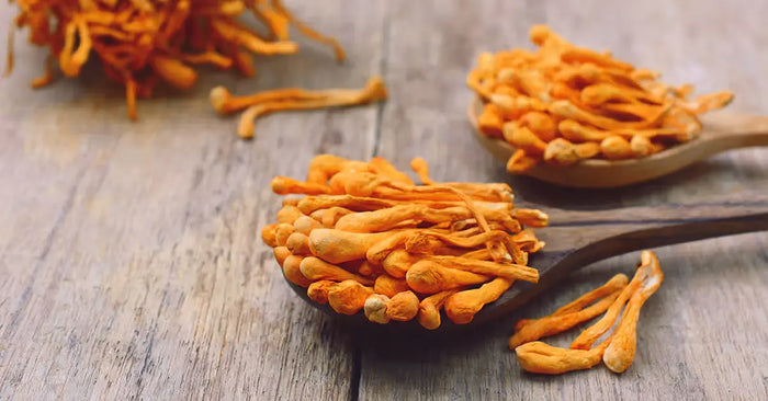 Les-Cordyceps-Le-Champignon-Adaptogène-pour-un-Boost-d-Énergie-et-de-Performance NICE ORGANIC herboristerie bio