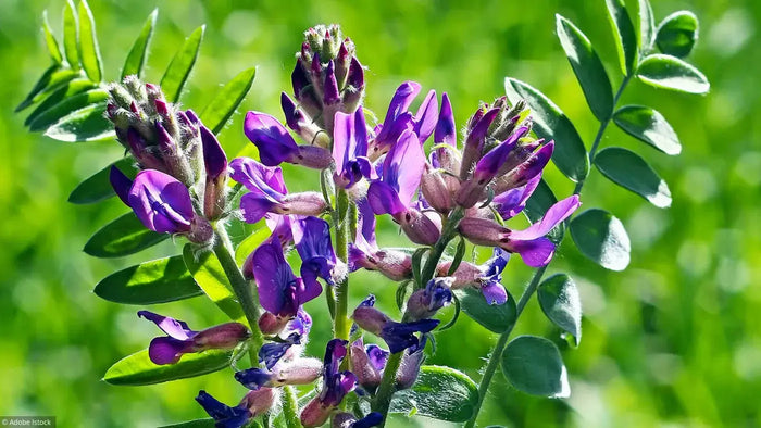 Plantes-médicinales-pour-renforcer-le-système-immunitaire NICE ORGANIC herboristerie bio