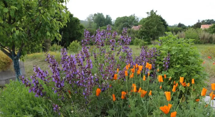 Liste-complète-des-manières-d-utiliser-les-plantes-médicinales NICE ORGANIC herboristerie bio