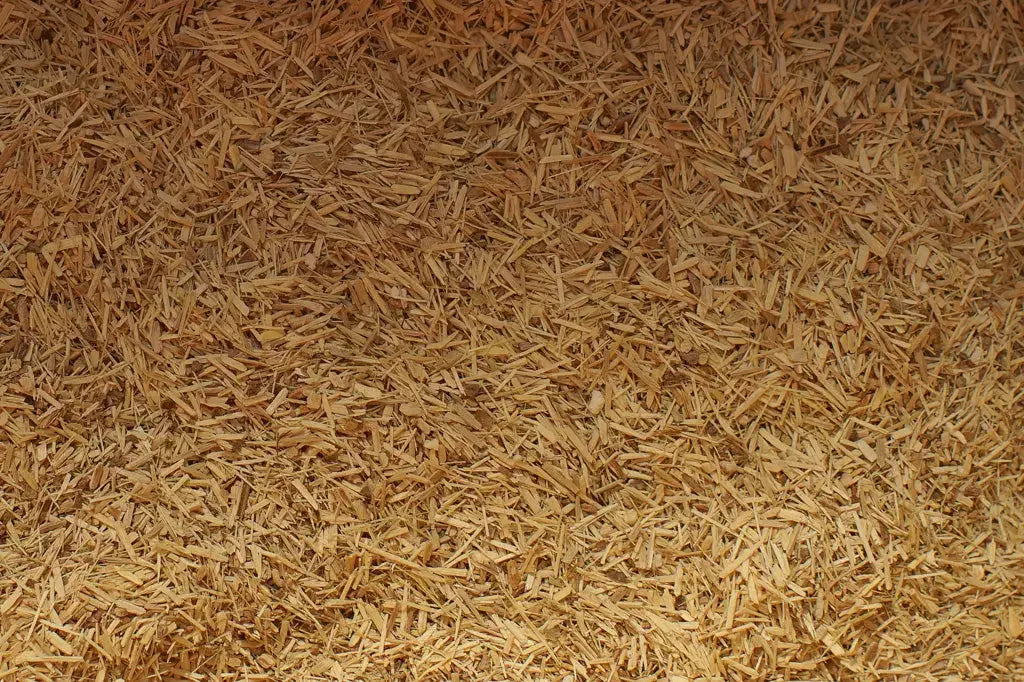 tisane éleuthérocoque ginseng sibérien bio